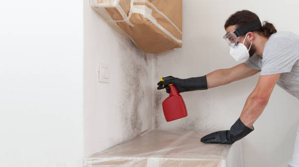 Professional Bathroom Mold Removal technician working in Clearwater, FL
