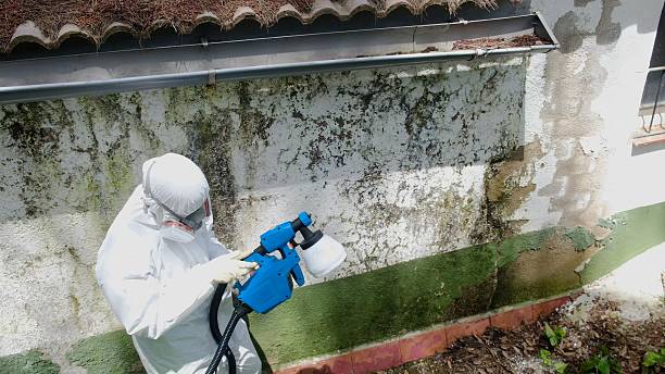 Top rated local Bathroom Mold Removal specialists in Clearwater, FL